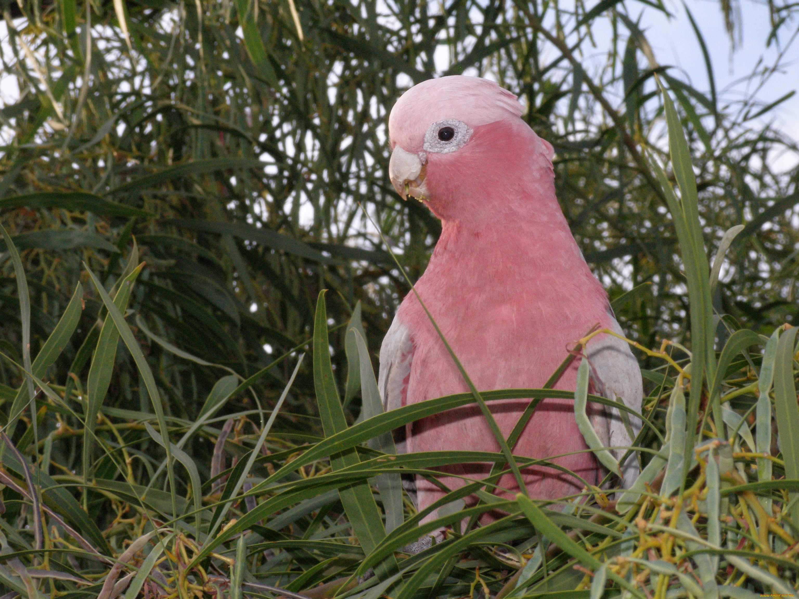 , , galah, 